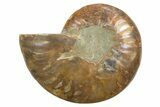 Cut & Polished Ammonite Fossil (Half) - Madagascar #318085-1